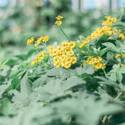 365在线手机app下载